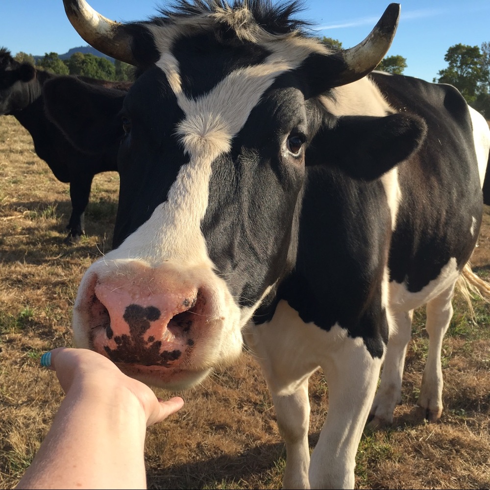 Meet your Posher, Mandi