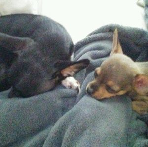 Meet your Posher, Somer