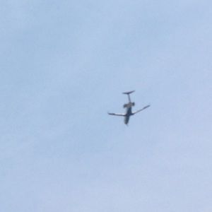 Meet your Posher, Riley