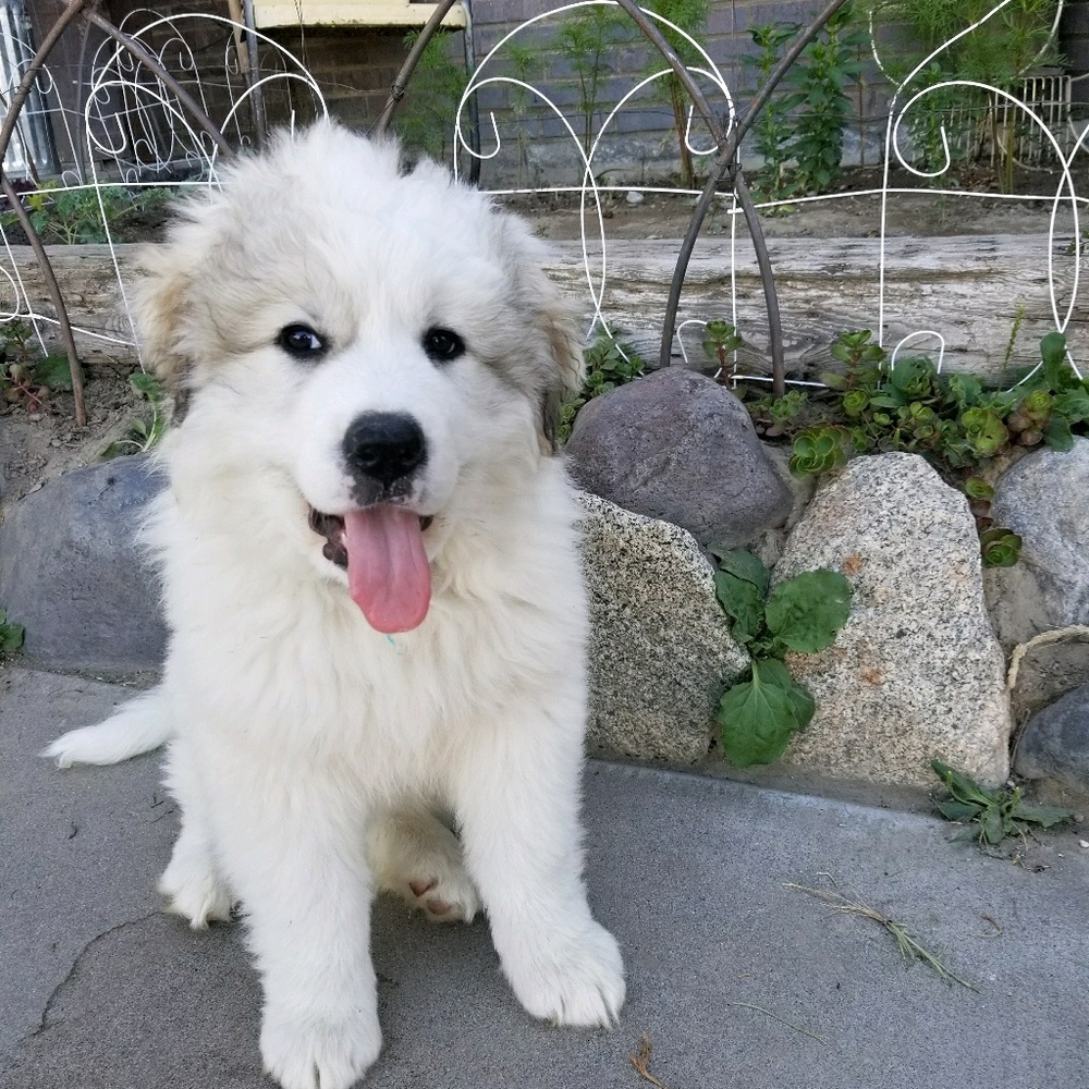 Meet your Posher, Josie