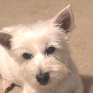 Meet your Posher, Hailey