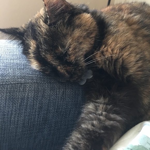 Meet your Posher, Lailee - Picture 1 of 1