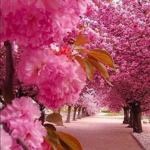 Meet your Posher, Marlene