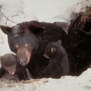 Meet your Posher, Danny