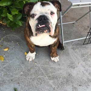 Meet your Posher, Harley