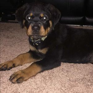 Meet your Posher, Frankie