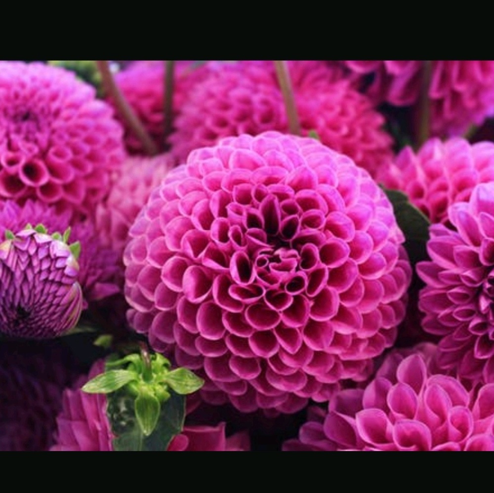 Meet your Posher, Ondria