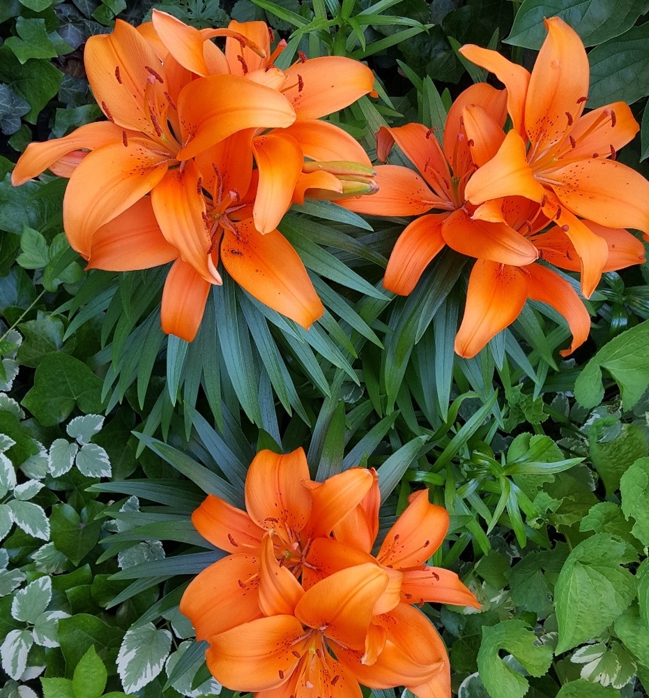 Meet your Posher, Jaime