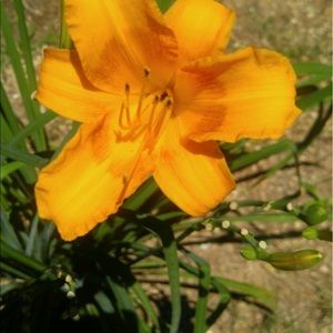 Meet your Posher, Deana