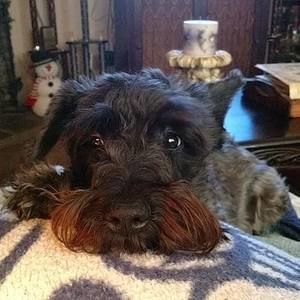 Meet your Posher, Donna