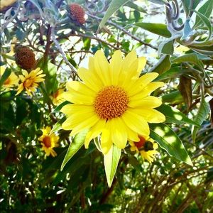 Meet your Posher, Sheila