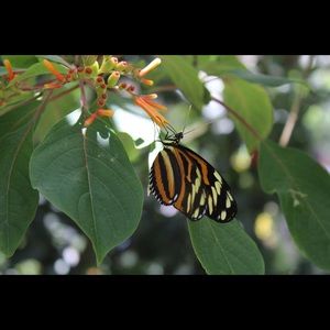 Meet your Posher, Alison