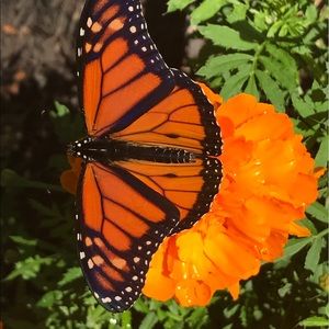 Meet your Posher, Ac