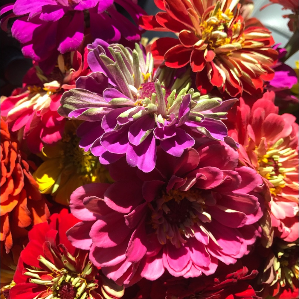 Meet your Posher, Barbara