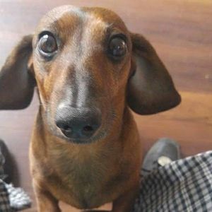 Meet your Posher, Pamela