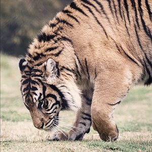 Meet your Posher, Mario