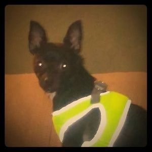 Meet your Posher, Sophia