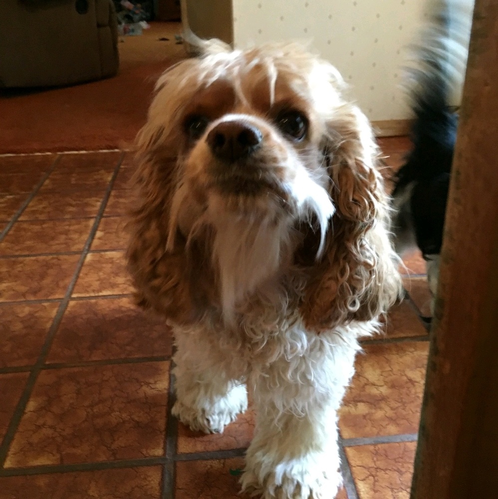 Meet your Posher, Chris