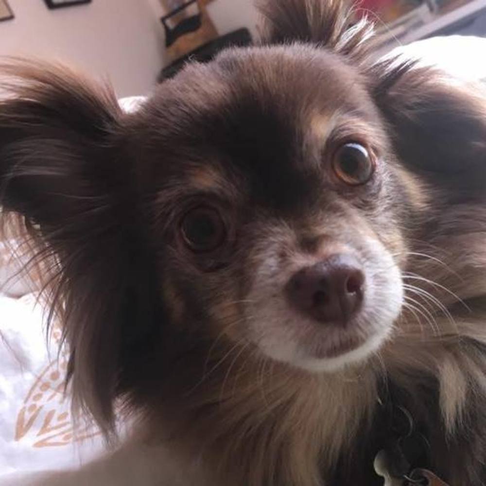 Meet your Posher, Lanie