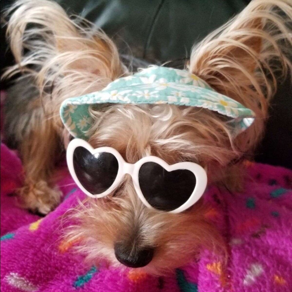 Duper super cute doggo sunnies
