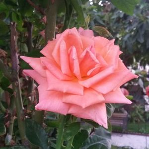 Meet your Posher, Maria r.