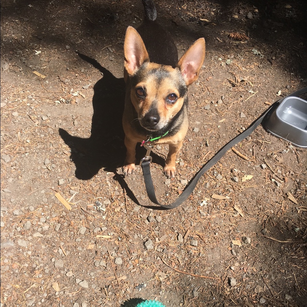 Meet your Posher, Josie