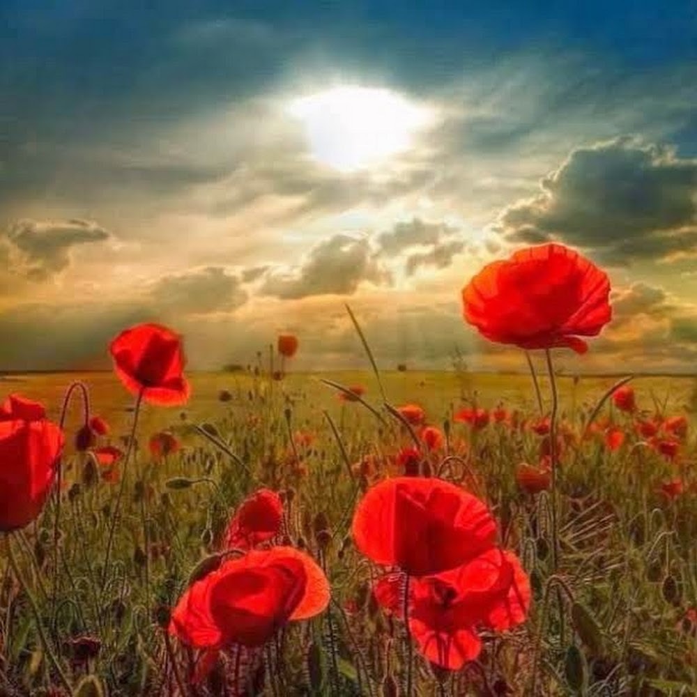 Meet your Posher, Cassie