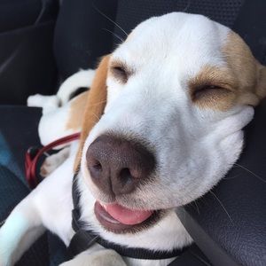 Meet your Posher, Janine