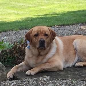 Meet your Posher, Bennett