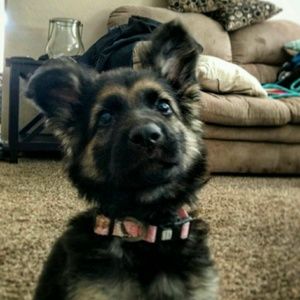 Meet your Posher, Thomas