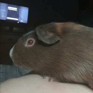 Meet your Posher, Donald