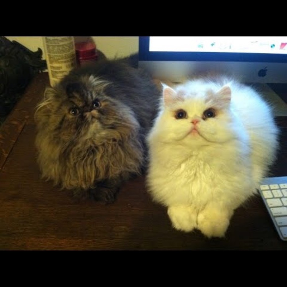 Meet your Posher, Savanna