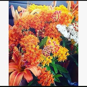 Meet your Posher, Gracie