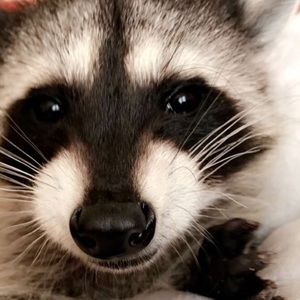 Meet your Posher, Dylan