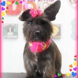 Meet your Posher, Deb