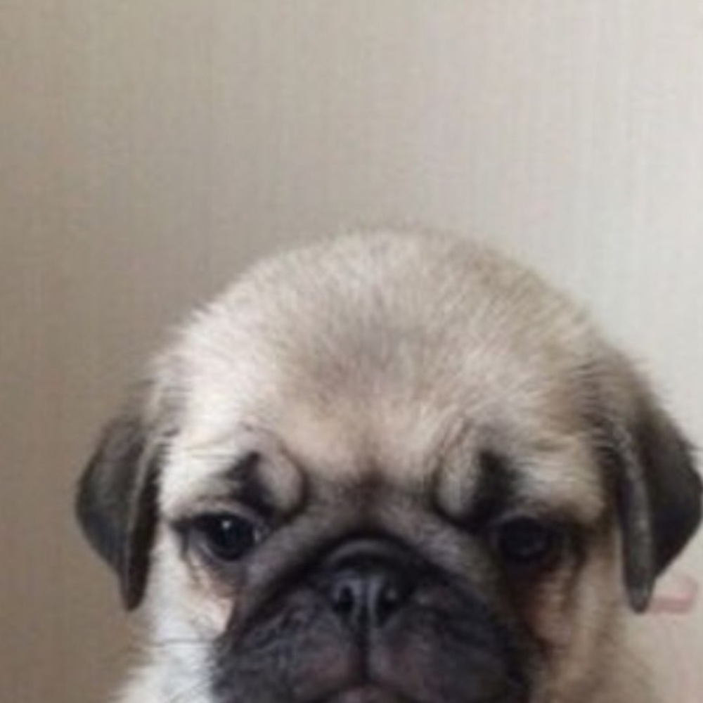 Meet your Posher, Tea