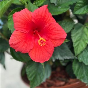 Meet your Posher, Jillian