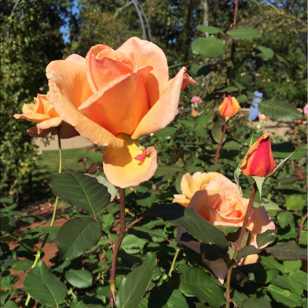 Meet your Posher, Cynthia