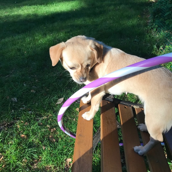 Meet your Posher, Siri - Picture 2 of 8