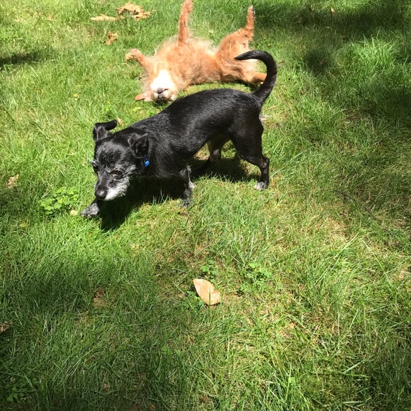 Meet your Posher, Siri - Picture 6 of 8