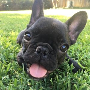 💕🐶BUNDLE AND SAVE!!!! SEND ME OFFERS