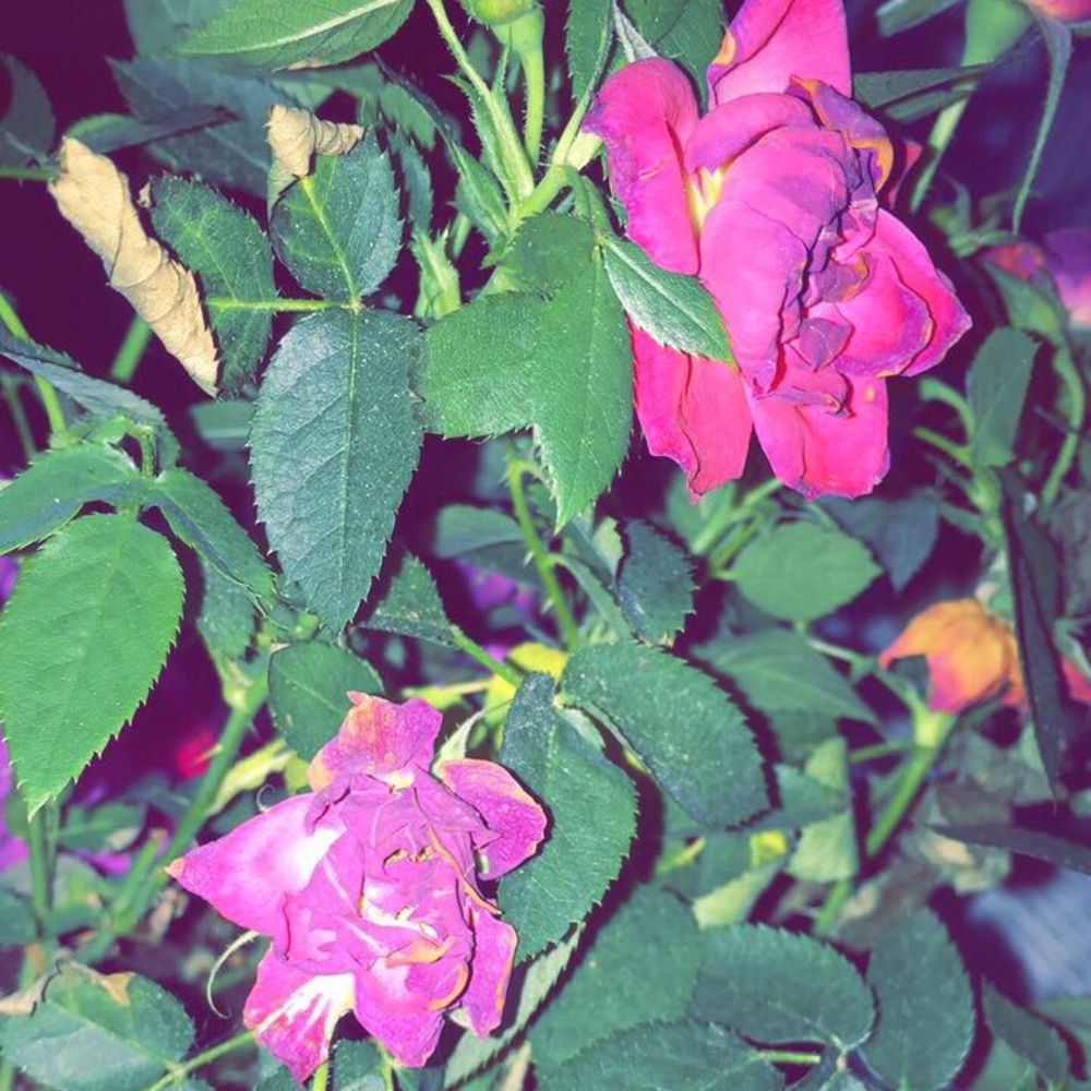 Meet your Posher, Kaleigh