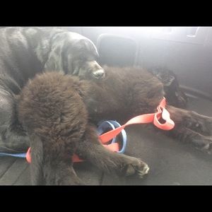 Meet your Posher, Nick