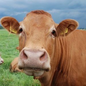 Meet your Posher, Maite