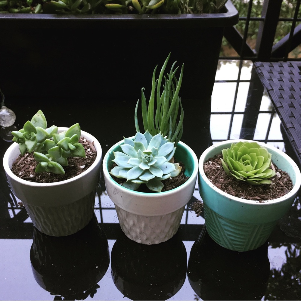 Succulent kit