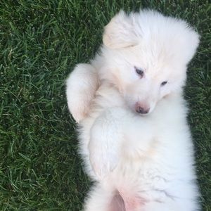 Meet your Posher, Annie