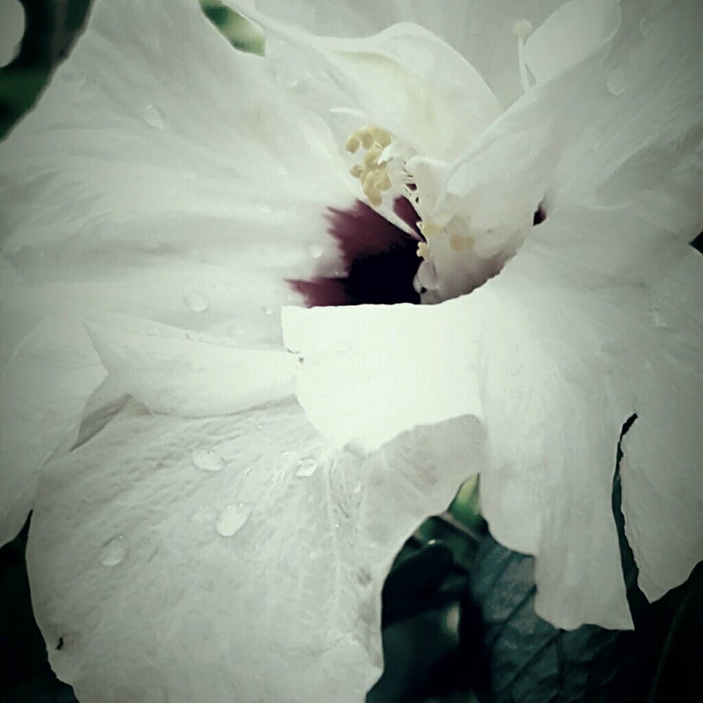 Meet your Posher, Sophia