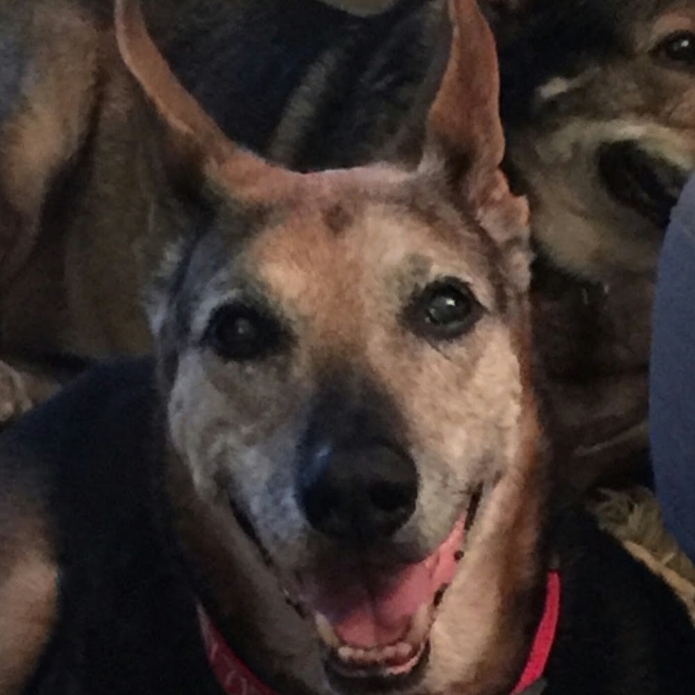 Meet your Posher, Jessie