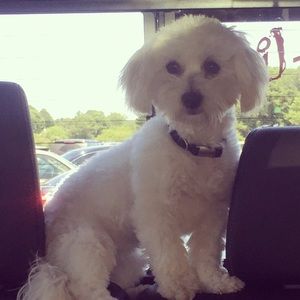 Meet your Posher, Julie