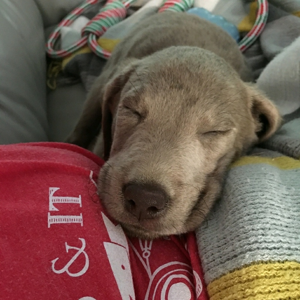 Meet your Posher, Joel